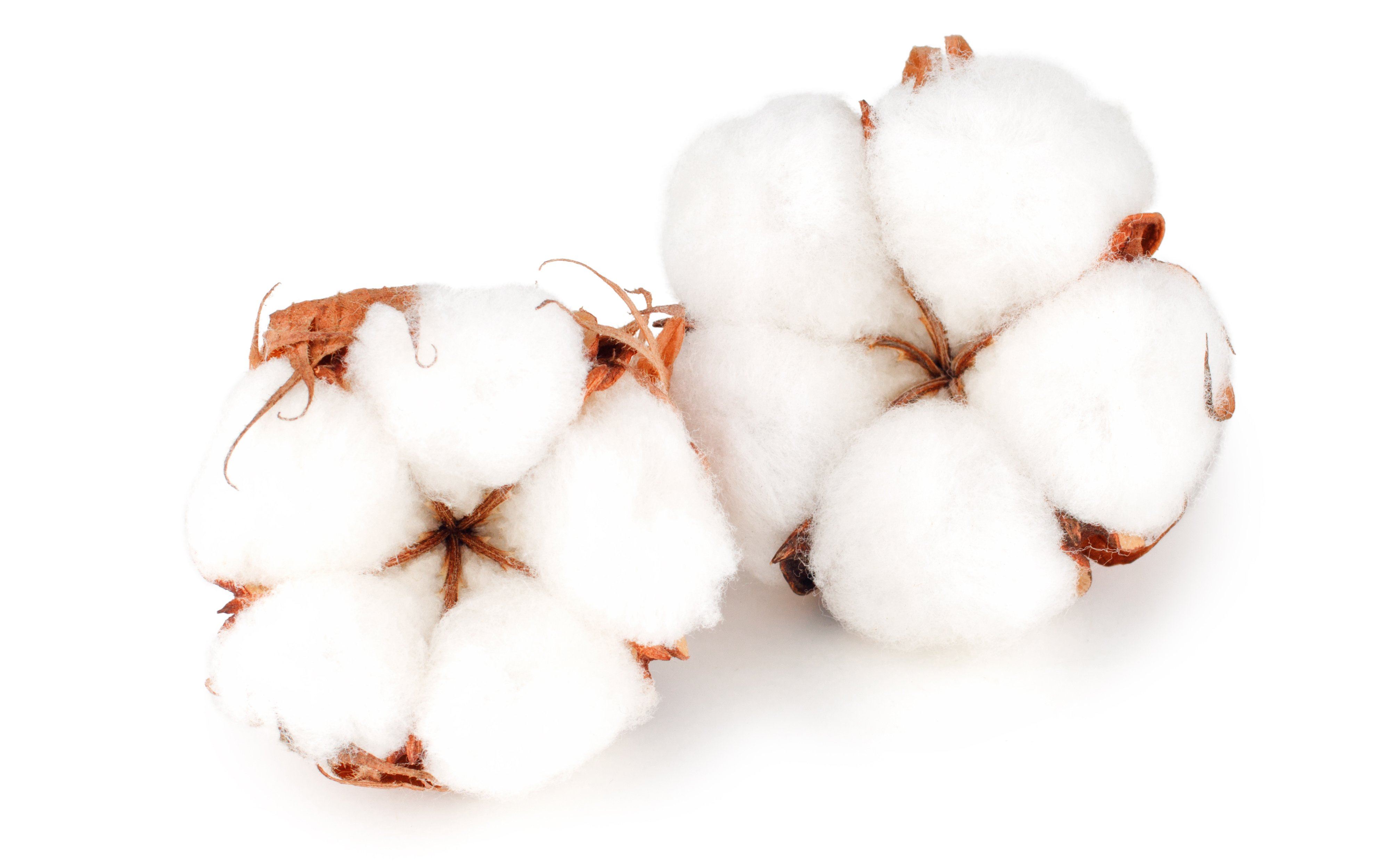 Meet Giza Cotton! The Finest, Softest Cotton in the World! - White + Kimono